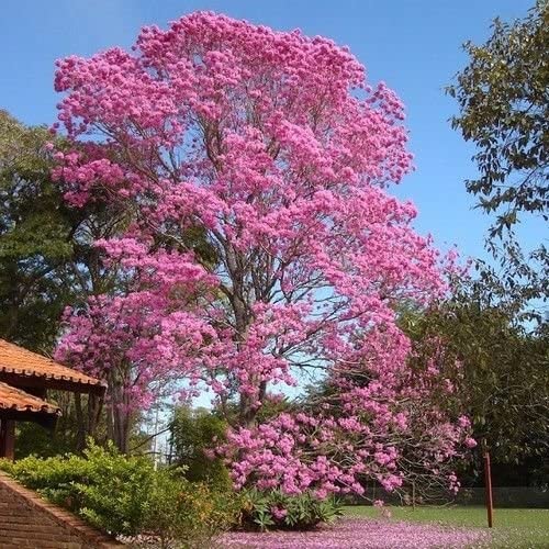 Árbol de Roble de sabana